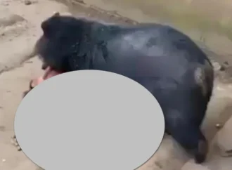 Vjde0 đối mặt gấu dữ và cái kết Một người đàn ông đã nhảy vào chuồng gấu chưa rõ để làm gì và cái kết bị gấu thu hoạch