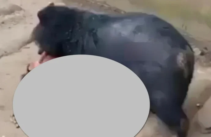 Vjde0 đối mặt gấu dữ và cái kết Một người đàn ông đã nhảy vào chuồng gấu chưa rõ để làm gì và cái kết bị gấu thu hoạch