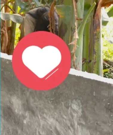 [Vjdeo] Giao dịch thành công lô đất thứ 2 trong ngày